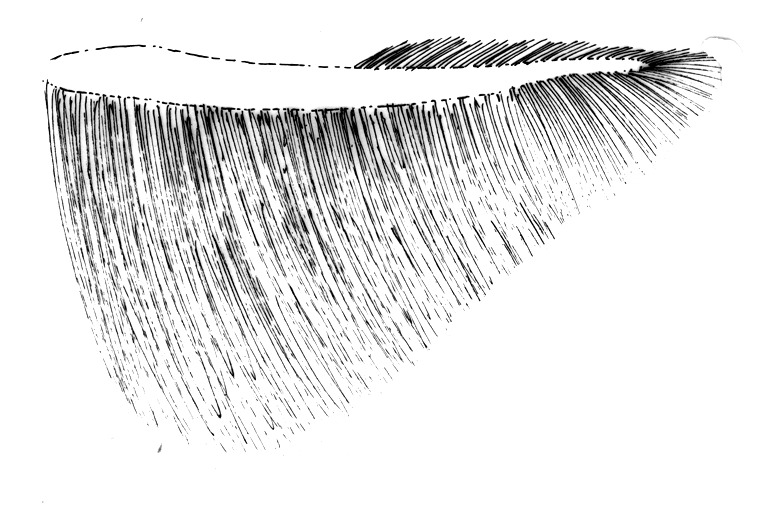 Hindwing with cilia of Batrachedra praeangusta (Batrachedridae).